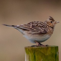 Skylark song, Surrey, England, May 1980