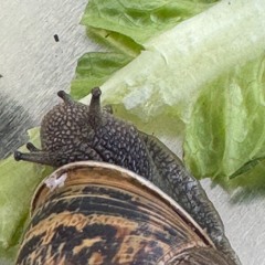 42 seconds of a snail eating lettuce