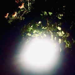 leaves_Leak