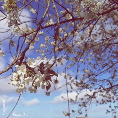 alchemilla