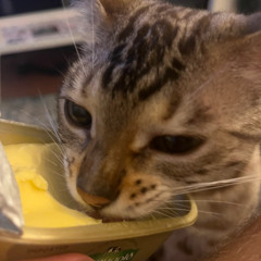 BODEGA MUSIC JERSEY CLUB  (traplawdbeats) X PAJAMAS (mercury)