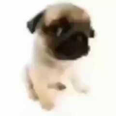 VAI TOMA NO CU PIRANHA sound effect