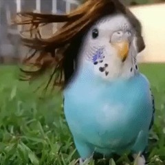 Funhaver393 (inverse)