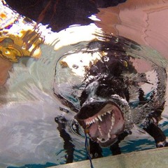 vrbalmrda-nore-bp-common