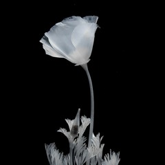 2Kool - rlly.sg ($g) (prod ilyxo & joshbae)