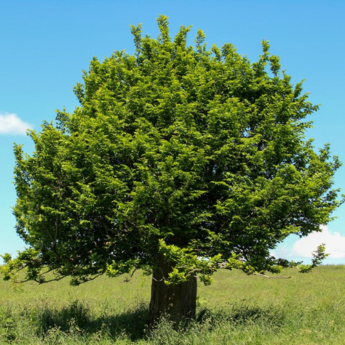 Tree's