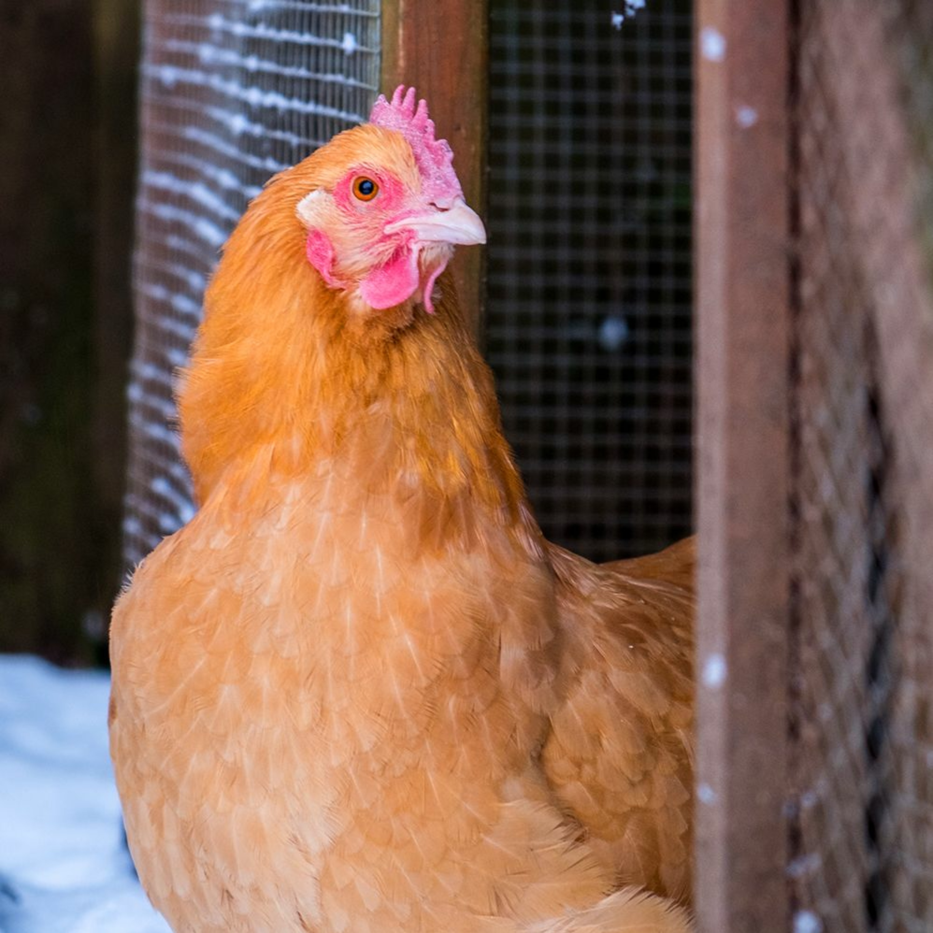 186 - Winter Preparation for Chickens