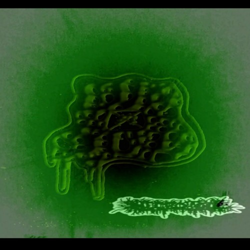 diy grind crust punk blackened crust mince gore grind core