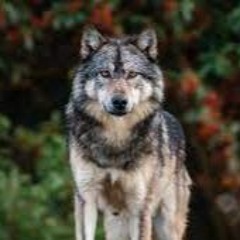Lobo Canadiense