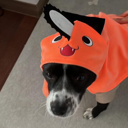 ジャケット画像