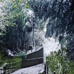 Snow scene(雪景色)