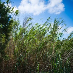 Canes in the Wind