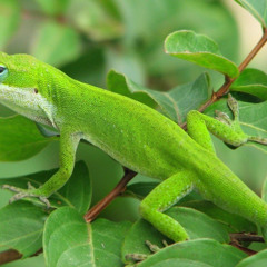 Green Lizard