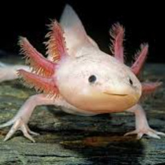 Axolotl Dance for Beginning Band by Michael Maschmeier