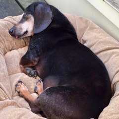 Doxie by the Tail