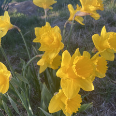 I need the Sun and the Flowers