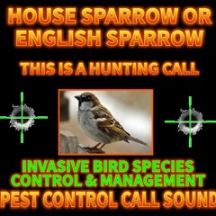 038 - UDO HOUSE SPARROW / ENGLISH SPARROW HUNTING CALL