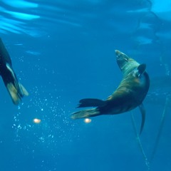 Time Will Tell (prod. torie!)