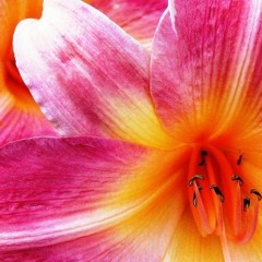 orangepink