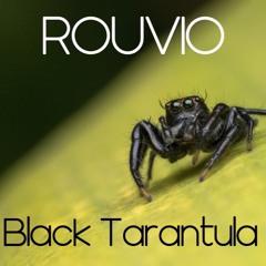 Black Tarantula