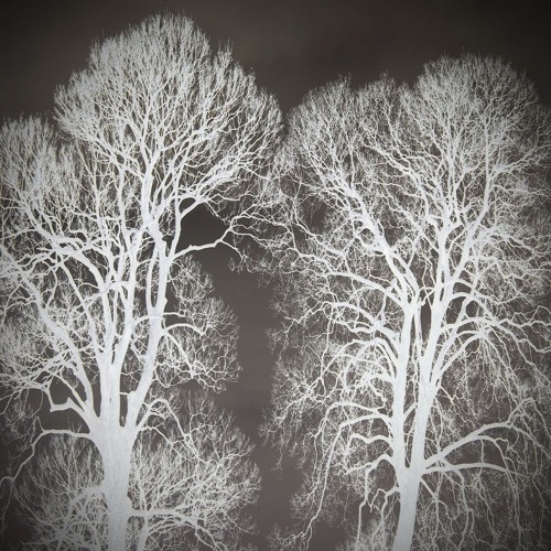 Bare Trees III