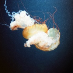 Jellyfish