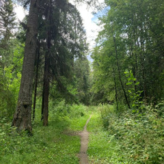 into the forest