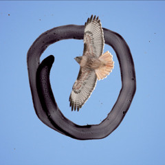 The Circle Hawks Display