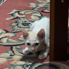 Cattymood
