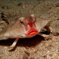 batfish!