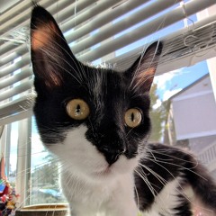 Mystic Runes (feat. OZMOSIS)