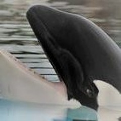 Orca
