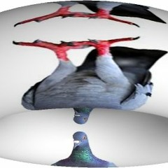 小鴿子長大心卻粗了！