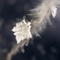 Alice (Tom Waits cover)