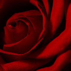 Roses (with Tommy White)