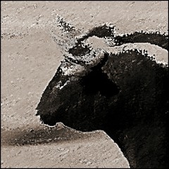 TOROS