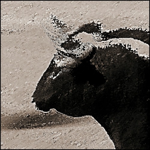 TOROS