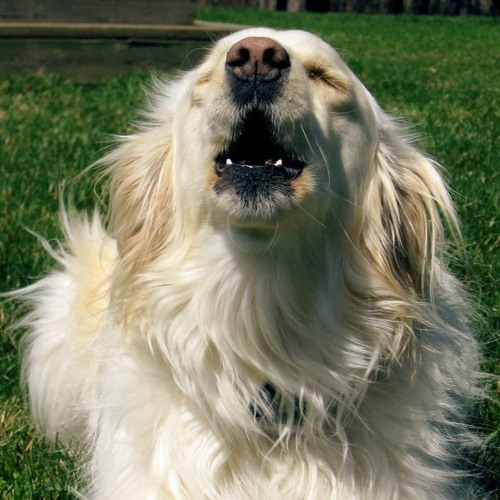 Stream How To Stop A Dog From Howling Addressing 3 Main Reasons And