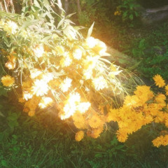 yellow flower 06