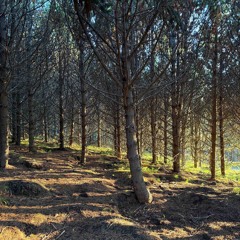 Tilvera - Tónabíó 8.feb ‘25