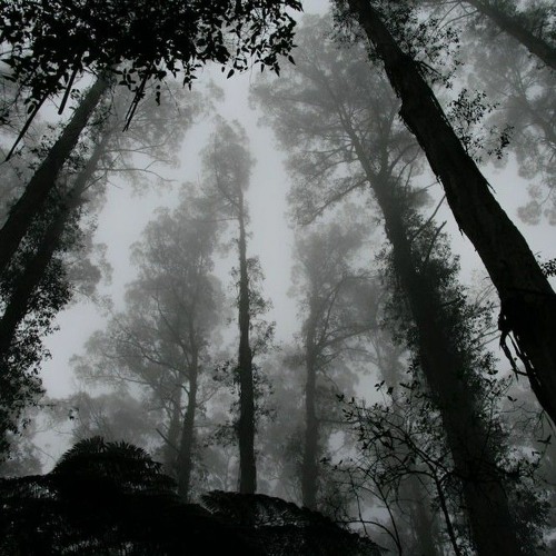 Oak Tree - (Prod. OSVMA)