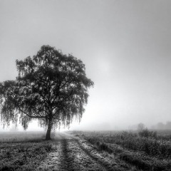 Midnightz - Schatten.
