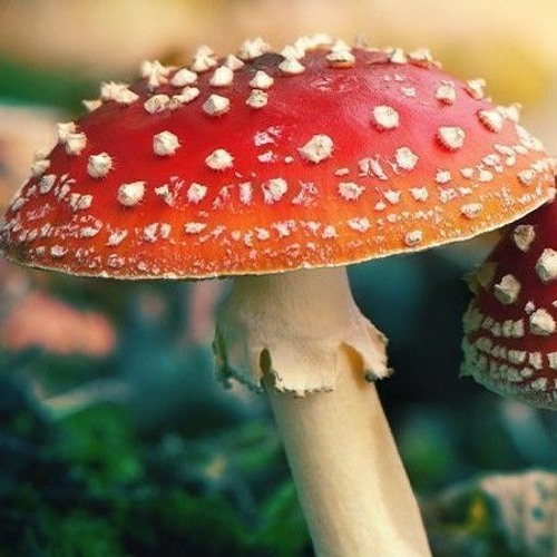 Psylocybe - Amanita Muscaria (141)