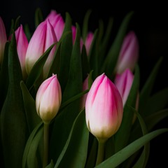 Tulps
