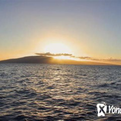 Review Special Price From Ma'Alaea Harbor: Sunset Dinner Cruise Aboard The Quicksilver