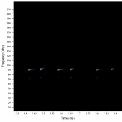 Approach phase - human hearing range (Rhynchonycteris naso)