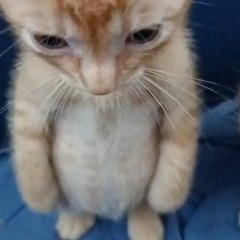 pedro.ogg