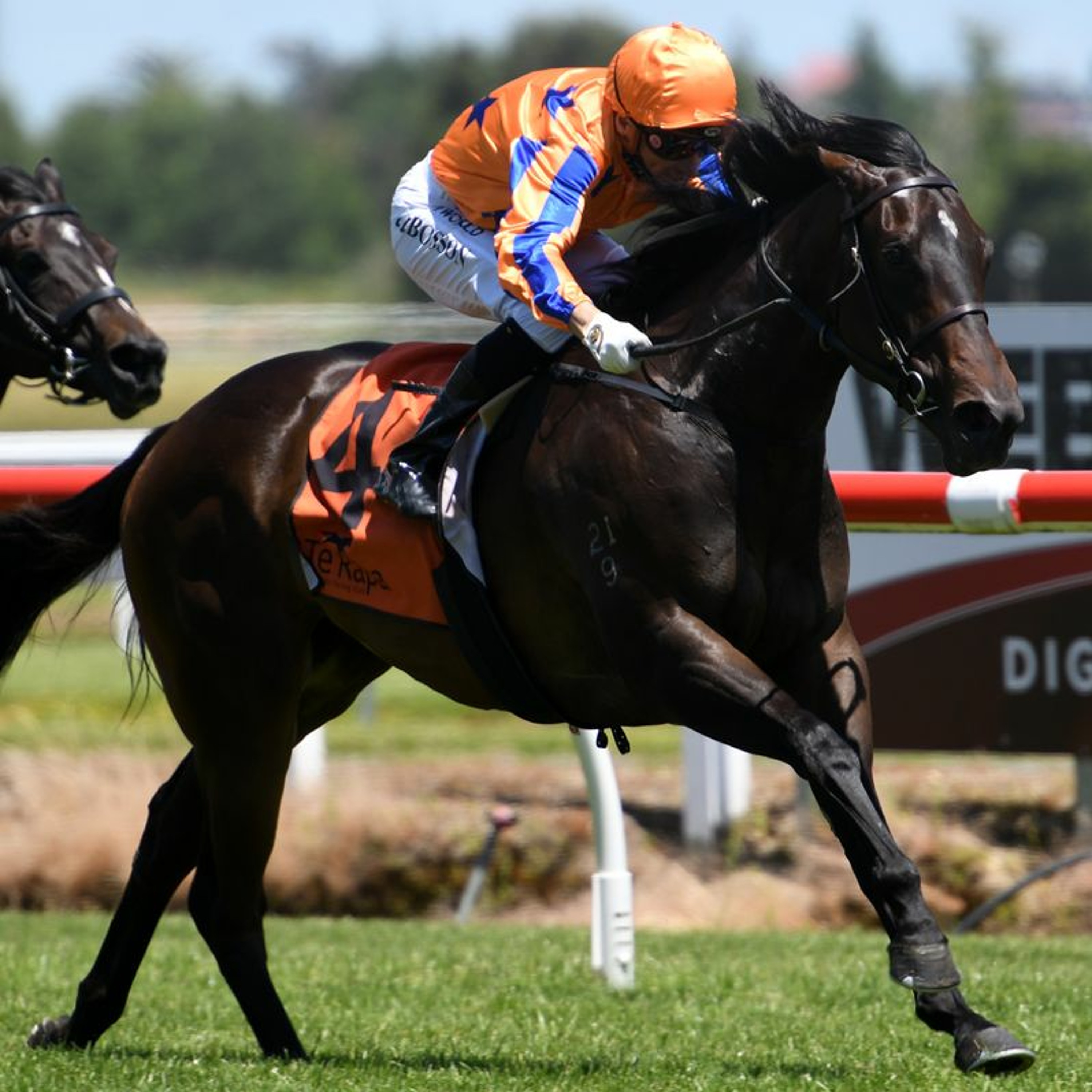 NZ Racing News