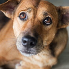 CatDog Prod. Tayo (I LOVE YOU)