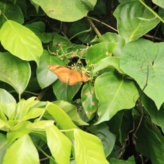 Garden (Don't Be Afraid Of The Rain)